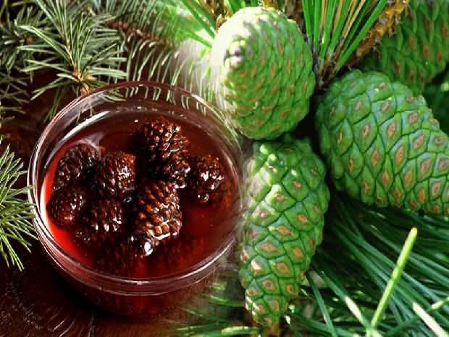 Çam kozalağı şurubu - Akciğer Temizliği